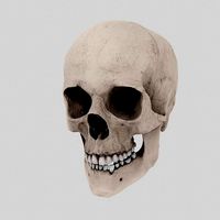 Skull