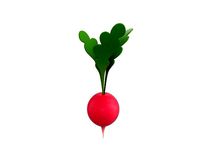 Radish
