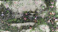 PBR Overgrown Concrete