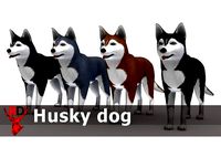 Husky dog