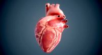 Human Heart