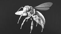 Honey bee