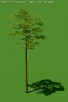 3D PINE 3D Model