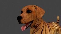 MLAB-010 Animated Dog
