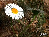 Daisy 3D Model