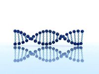 DNA Model 2