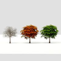 Small Maple Tree G13 LOD
