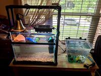10 gal above tank basking area