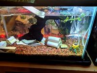 Turtle Basking Ramp
