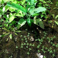 Nettle Meadow Patch