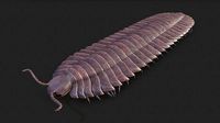 Arthropleura armata