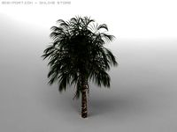 Palm tree 3D Model
