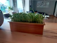 Raised bed for cress breed by RiverRaid