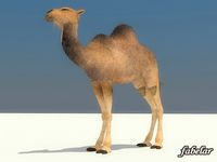 Camel 3D Model