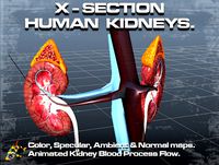 Cross Section Human Kidneys
