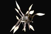 Luminous Monster [Animated]