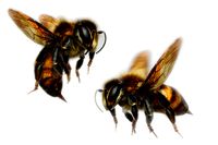 Honey Bee Animated
