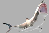 Shark(Carcharodon carcharias)