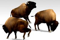 American Buffalo