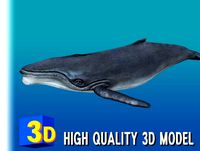 3D Low Poly HUMPBACK WHALE