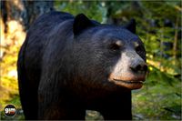 Animalia - Black Bear (female)
