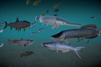 Freshwater fish complete pack