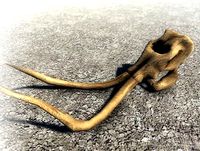 Mammoth Skull