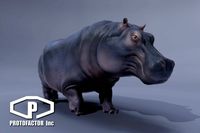 HIPPOPOTAMUS