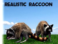 Raccoon