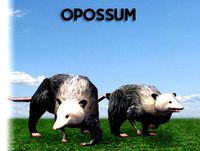 Opossum
