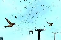 Bird Flock