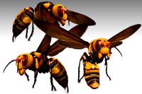 Giant Hornet