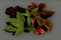 Broadleaf Plants