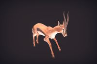 Gazelle