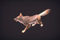 Coyote