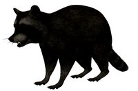 Common Racoon