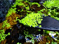 Duckweed Scoop(Aquarium) by Fedde