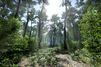 Oak Forest Environment