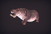 Wild Hippopotamus