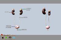 Animated Urinary System AR VR