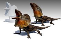 Frill-Necked Lizard