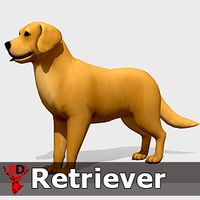 Retriever dog