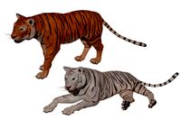 Bengal and African Tiger