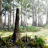 Bald Cypress Swamp