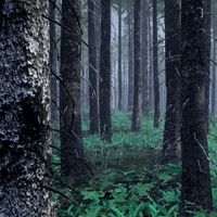 Fir Forest