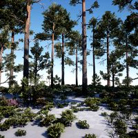 Loblolly Pine Tree Kit