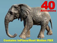 African Animal Female Elephant (Full Version)