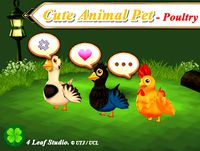 Cute Animal Pet (Poultry)