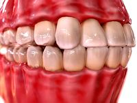 HQ Humans Teeth