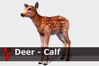 Deer - Calf